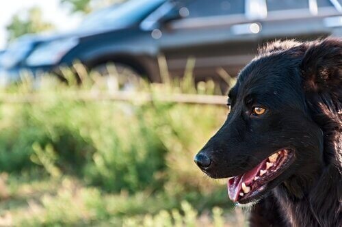 Pastore belga accanto a macchina prima di partire