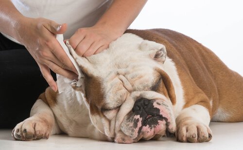 donna pulisce orecchie a bulldog inglese
