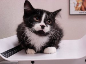 Cosa si fa in una visita veterinaria?