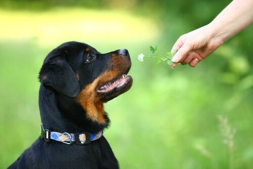 Rottweiler guarda fiore offerto da persona