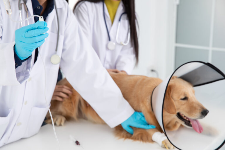 Lussazione dell'anca nel cane: prevenzione e casi comuni