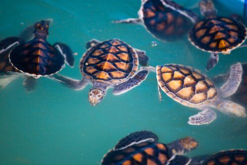 tartarughe marine