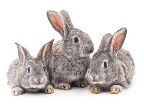 tre conigli grigi si riposano 