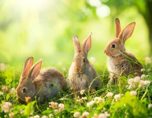 tre conigli pascolano tra fiori e erba