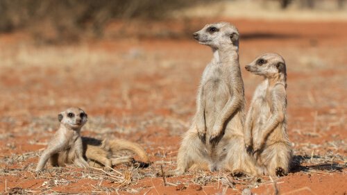 tre esemplari di suricato nel deserto 