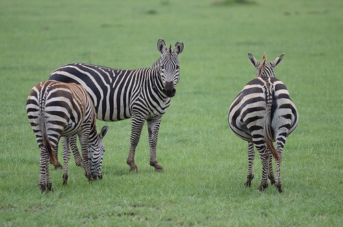 tre zebre mentre pascolano