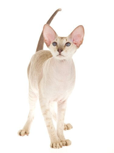 un Gatto Peterbald in piedi con la coda alzata