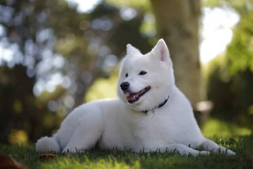 Kishu: un antichissimo cane giapponese, docile e fedele