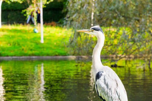 Airone di profilo davanti a un laghetto