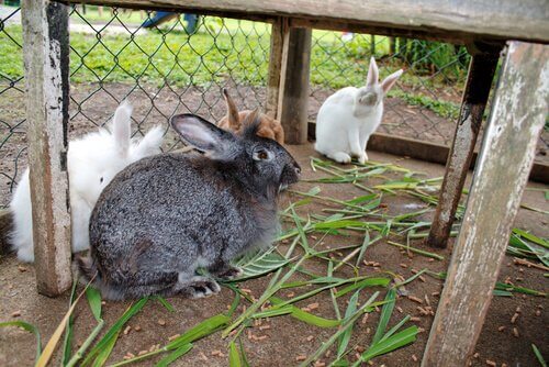 un allevamento di conigli domestici