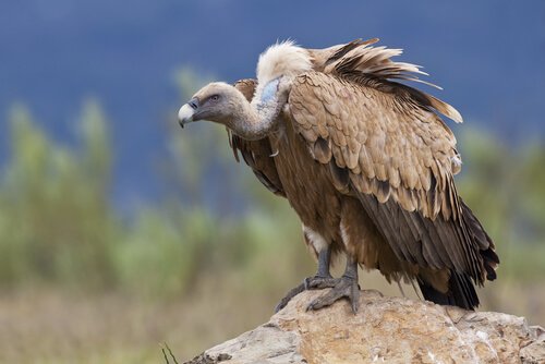 Un avvoltoio riposa su una roccia