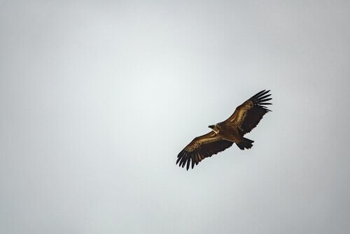 Un avvoltoio vola con le ali spiegate