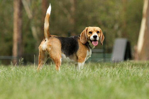un beagle allegro con la coda dritta in alto