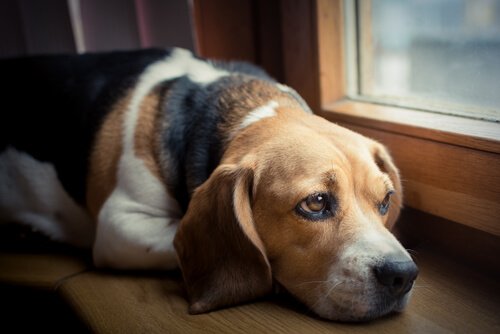un beagle guarda con paura fuori dalla finestra