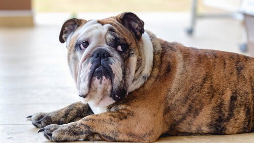 un bulldog maculato disteso con lo sguardo intimidito