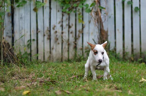 cane bianco e marrone fa i bisogni in giardino