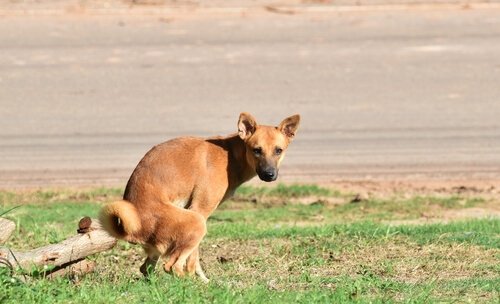 un cagnolino defeca in un giardino