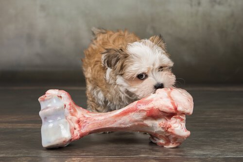 un cagnolino piccolo con un osso enorme