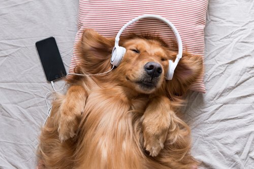 un cane a pelo lungo rosso ascolta musica in un letto