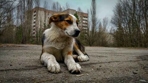 un cane accucciato davanti ai palazzi di Chernobyl