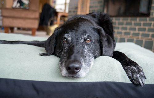 un cane anziano sdraiato su un tappeto