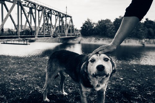 Gli ultimi cani di Chernobyl