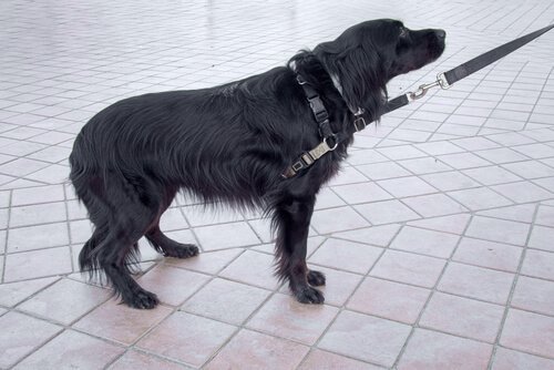 un cane di profilo con la coda tra le gambe