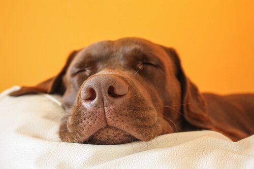 un cane dorme con la testa tra le coperte