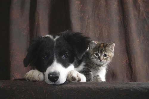 un cane e un gatto insieme sotto una tenda