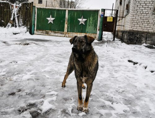 un cane fotografato per le strade di Chernobyl