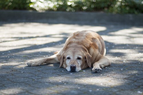 un cane grande rilassato all'ombra