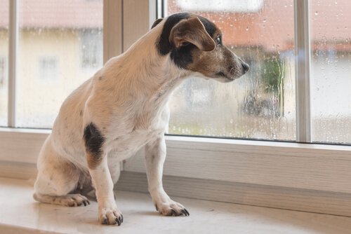 un cane guarda la pioggia fuori dalla finestra