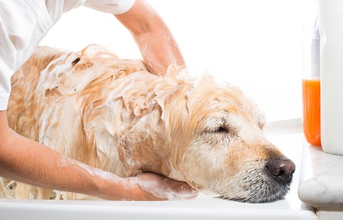 un cane mentre viene lavato con del sapone