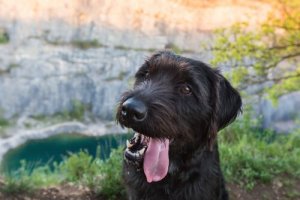 I cani meticci sono più sani: mito o realtà?