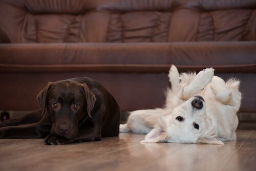 un cane marrone e uno bianco sdraiati in un salotto