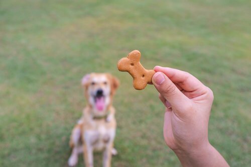 Cane osserva un biscotto dalla mano del padrone