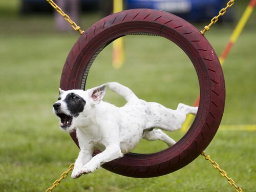 un cane passa attraverso un ostacolo di agility