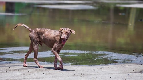 un cane passeggia accanto a uno specchio d'acqua
