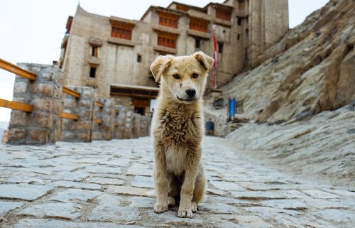 Cane randagio in una strada sterrata