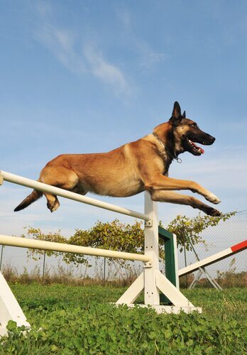 un cane salta un ostacolo di agility