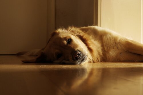 un cane sdraiato sul pavimento di casa