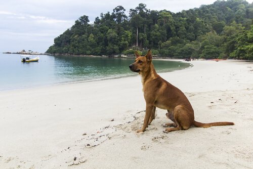 Cane seduto su una spiaggia 