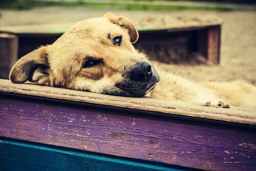 Cane triste con la testa appoggiata su una staccionata di legno