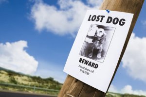 Le 5 migliori apps per ritrovare il cane smarrito
