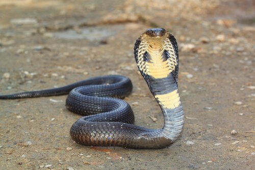 un cobra grigio e giallo striscia con la testa in alto