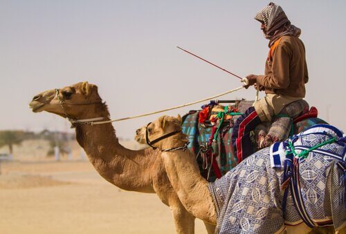 uomo nel deserto in sella ad un Cammello arabo