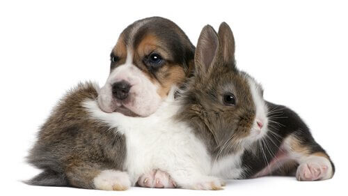 Come favorire la convivenza tra conigli e cani