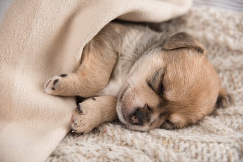 un cucciolo dorme sotto le coperte in un letto