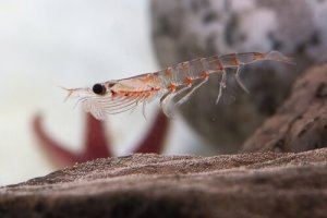 Krill antartico, la specie animale più abbondante sul pianeta