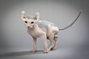 Gatto elfo, il felino nudo dalle orecchie ricurve